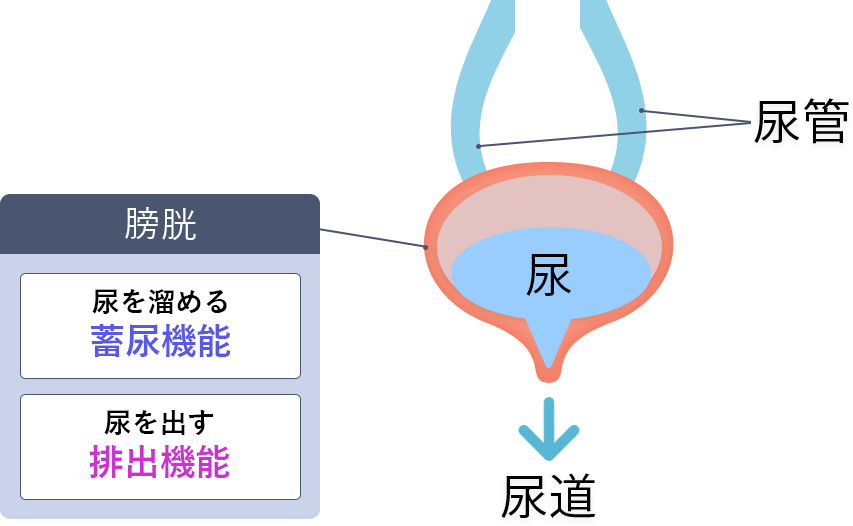 尿機能の画像